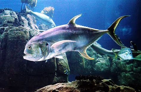 jack fish|Jack .